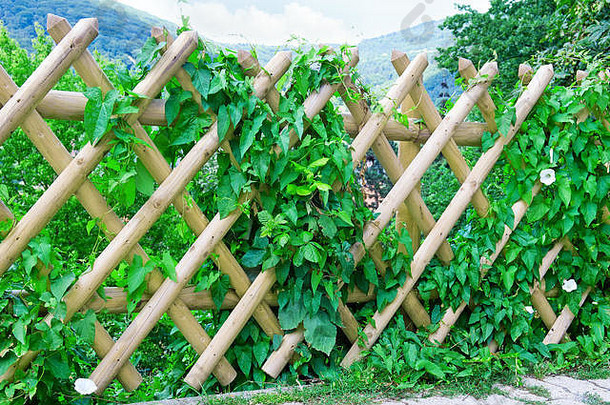 木栅栏和绿色植物