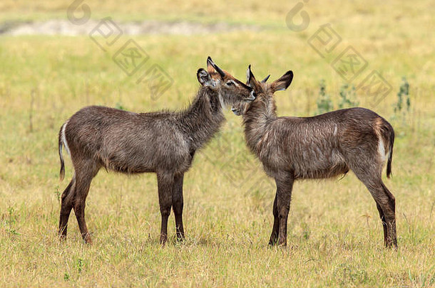 水羚是一种大型羚羊，广泛分布于撒哈拉以南非洲。它被归入牛科的科布斯属。