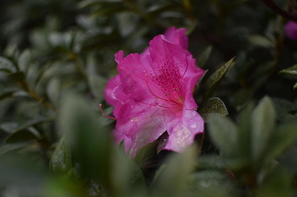 粉红色的花花园