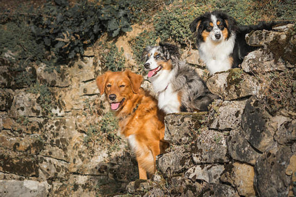 三条狗，最好的朋友，环游世界
