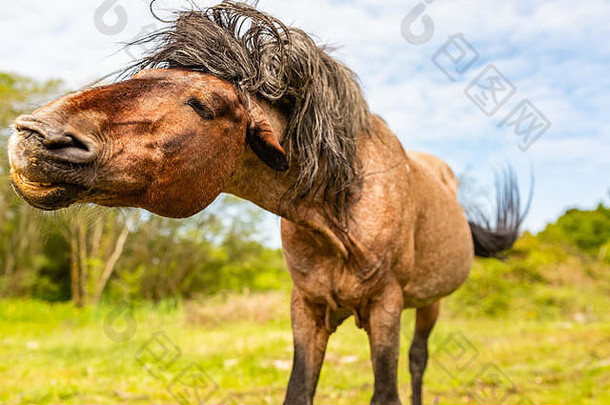 行动小马肖像景观取向棕色（的）野生小马摇晃头大力多塞特郡英格兰
