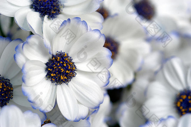 白色雏菊般的花，生长在绿色的房子里。