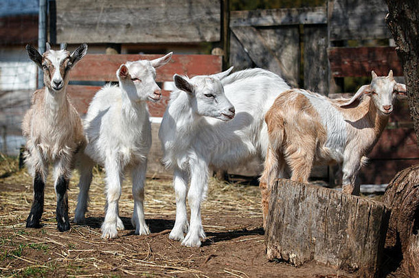 农场院子里有四条五颜六色的可爱的山羊毛
