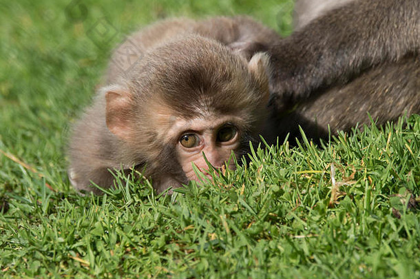 雪猴子日本短尾猿猴子。福斯卡塔俘虏年轻的关闭肖像家庭集团模糊背景
