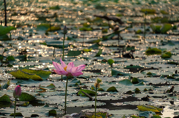 美丽的花朵背景。美丽的花朵粉红色的莲花，一个黄色的雌蕊与绿叶背景在清晨的池塘