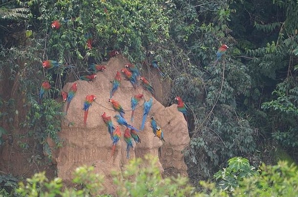 金刚鹦鹉聚集在Tambopata国家保护区的Chuncho Colpa粘土舔食场觅食。马德雷德迪奥斯，秘鲁