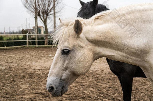 两匹马，一匹白的，一匹黑的，一起玩耍，一起吃，一起玩。野外不同颜色的马。