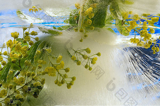 冰冻的美丽的巴伯里花。冰块上的花朵