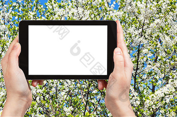 旅游概念-在阳光明媚的春天，在平板电脑上拍摄白色盛开的樱花树冠，带有带b