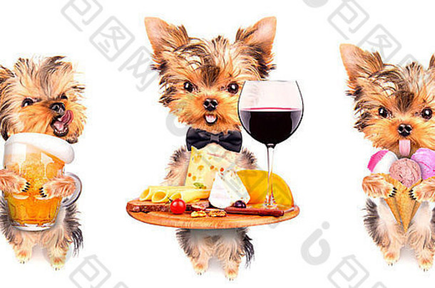 狗与食物和饮料-葡萄酒，面包，奶酪和葡萄，冰淇淋，啤酒