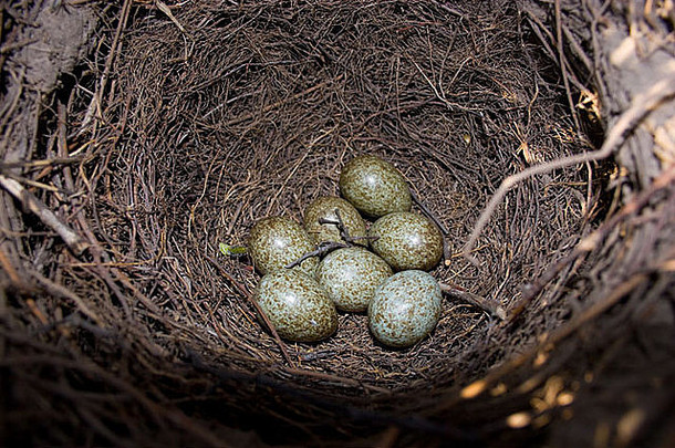 喜鹊巢，异食癖。在自然栖息地的野鸟。野生动物摄影。
