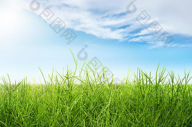 蓝天背景下的绿色草地