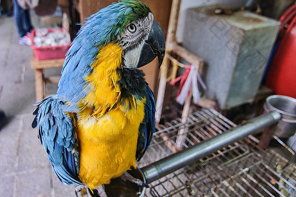 蓝色的黄色的金刚鹦鹉袁鸟花园市场香港旺角在香港香港