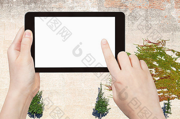 季节概念-手指触摸平板电脑，屏幕切割，墙壁背景为常春藤植物