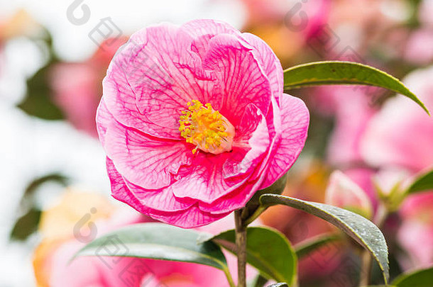 一张美丽的粉红色山茶花的宏观照片。