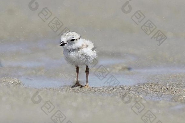 缅因州奥贡基特海滩上站着一只<strong>鸣笛</strong>的小鸡（Charadrius Melodous）