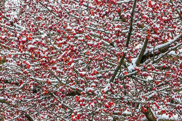 窒息浆果野樱桃arbutifolia树覆盖雪威斯康辛州