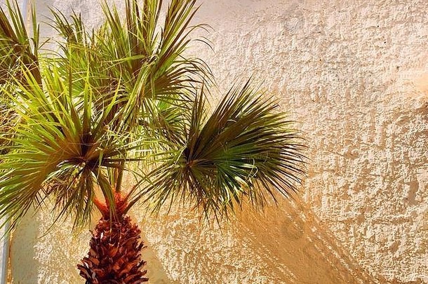 南卡罗来纳州的州树，美国灰泥墙前的棕榈树