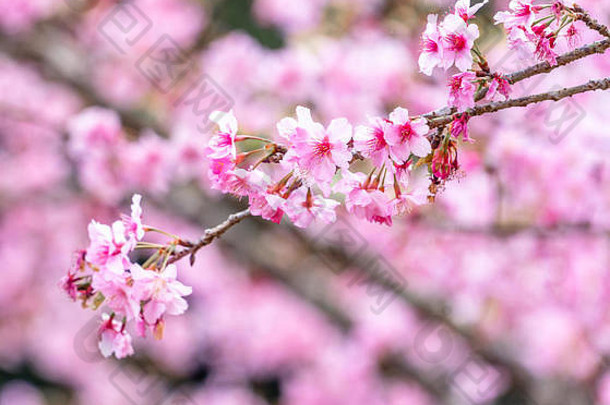 美丽的樱花樱花树在公园<strong>春天</strong>绽放，空间，特写。