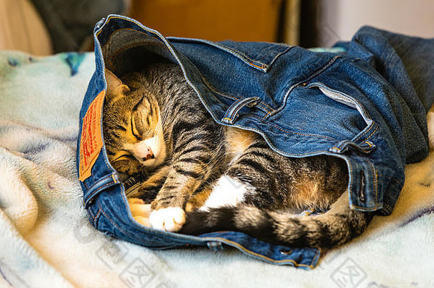一只<strong>可爱</strong>的小猫，穿着别人的蓝色牛仔裤睡在床上
