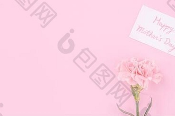 美丽、清新、优雅的康乃馨花束，白色问候感谢礼品卡，独立于明亮的粉红色背景，俯视，平面布置