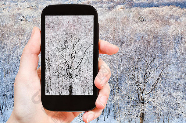 季节概念-游客在智能手机上拍摄冬季冰冻森林中光秃秃的橡树
