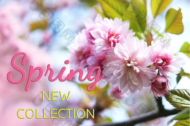 樱花，美丽的粉红色花朵。春天的概念。文本Spring-新集合