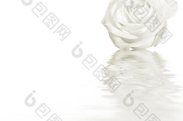 花卉背景：白色背景上的白色玫瑰花与波浪状水面上的反射分离