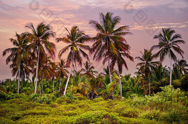 热带森林中，海滩上的棕榈树以棕榈树为背景