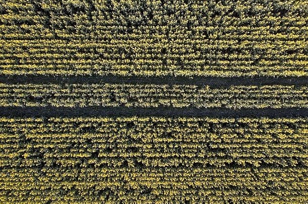 油菜作物空中视图背景模式农业农业景观维多利亚澳大利亚