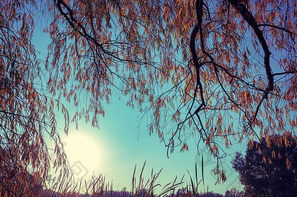 秋天的早晨，美丽的湖边绿树成荫。日出