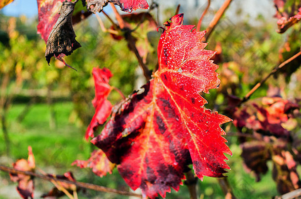在埃米利亚·罗曼尼亚布里西格拉附近的意大利乡村的荒地背景上，秋天红色葡萄园的叶子特写