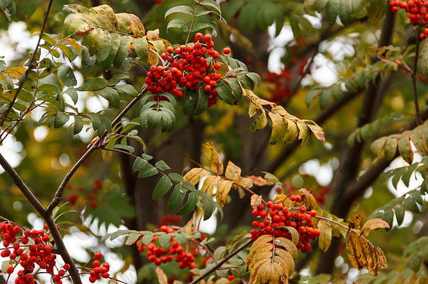 秋天。秋收概念。秋天，树枝上结满了浆果。罗文浆果的惊人好处。罗文浆果酸但富含维生素C