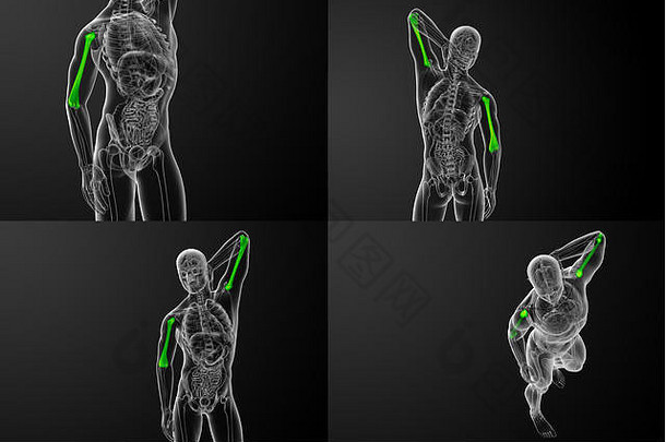 肱骨的三维渲染医学插图