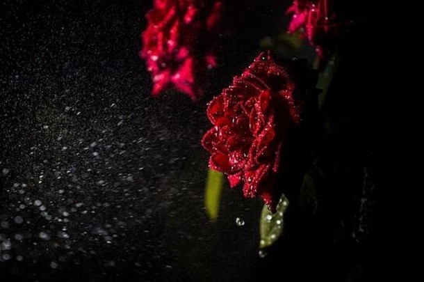 叶子上有水滴的红玫瑰