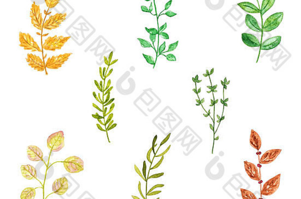 各种草药或植物的集合，水彩手绘和绘画，在白色背景上隔离。第二部分