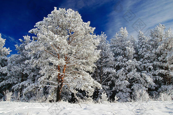 俄罗斯西伯利亚阿尔泰山脉明亮的蓝天背景下，冰雪和雾凇中的冬季白色冰冻松树