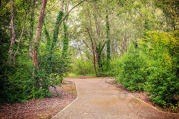 走路径绿色树灌木自然储备帕尔科的莲花莲花绿色区域意大利宽池塘