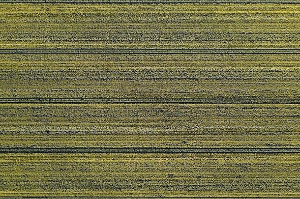 <strong>黄色</strong>的场空中视图油菜作物背景模式农业农业景观维多利亚澳大利亚