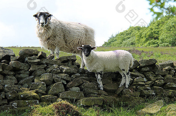 一只母羊站在干燥的石墙上。