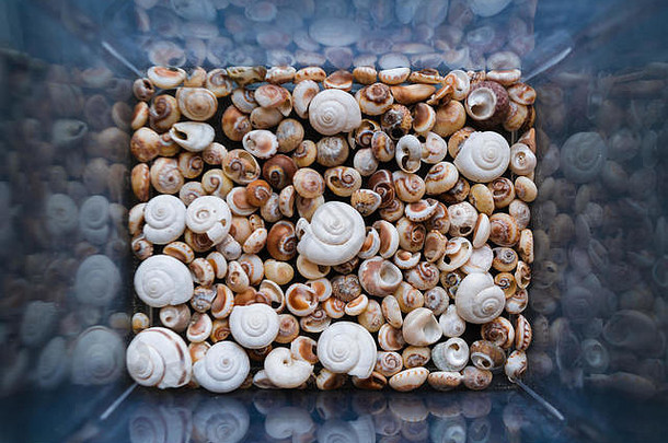 在我们的脱壳海滩上可以找到各种类型和大小的贝壳。盒子中贝壳的特写视图。俯视图，海洋概念。