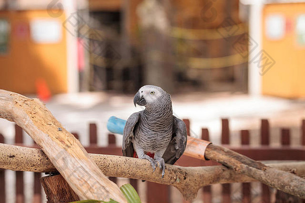 宠物非洲灰鹦鹉鹦鹉热栖息在木制的健身房里。