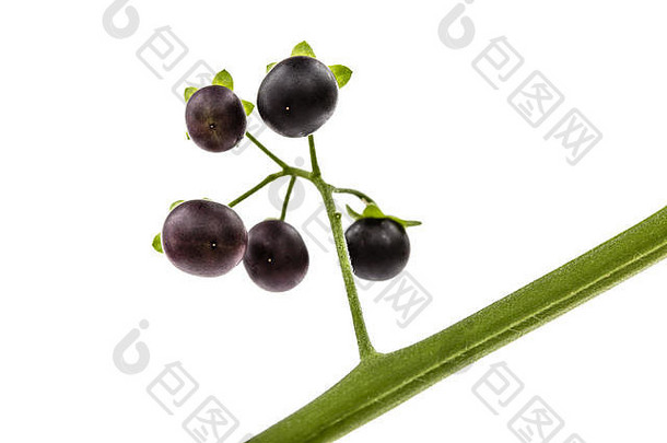 黑茄果，lat.Solanum nígrum，有毒植物，白色背景下分离