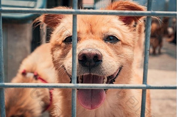 悲伤的狗在篱笆后面的避难所里等待救援并被到新家的画像。动物收容所概念