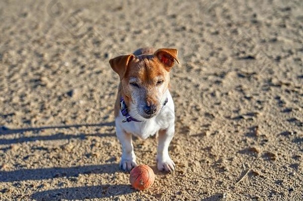 一只棕色和白色相间的杰克·拉塞尔小狗在沙滩上，手里拿着一个红色的球，看着摄像机
