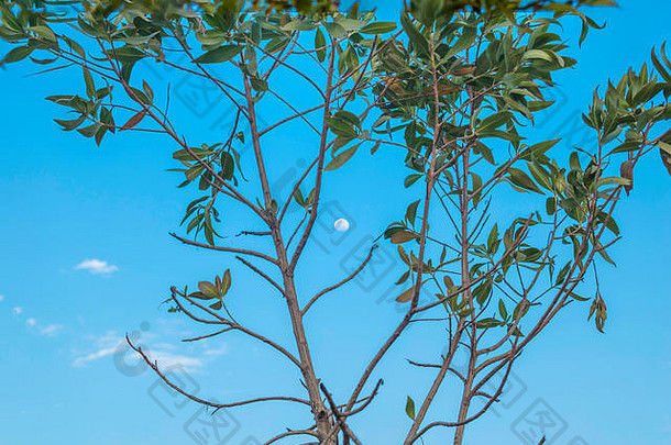 远程拍摄月亮蓝色的天空分支机构树