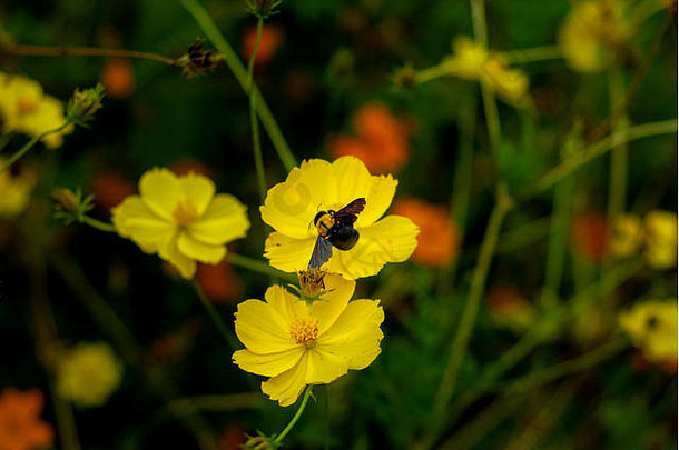 蜜蜂食物黄色的花日惹印尼