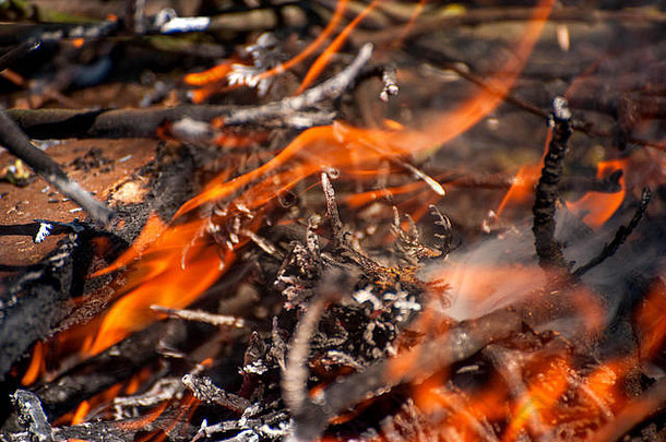 点燃火宏拍摄篝火白色烟热发光的煤炭火燃烧分支机构木火焰壁炉舒适的首页温暖