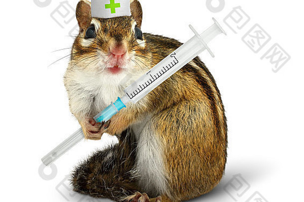 兽医概念有趣的松鼠注射器医生他白色