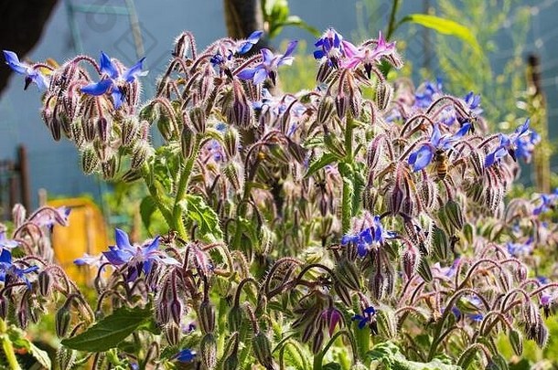 琉璃苣草本植物的美丽花朵，也称为星花，生长在意大利东北部弗留利威尼斯朱利亚的一个花园里